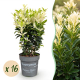 16x Euonymus japonica Paloma Blanca - Spindelstrauch - Heckenpflanzen - Immergrün - Grün - Weiß - Topf 9cm - Höhe 20-30cm – HaGa-Welt