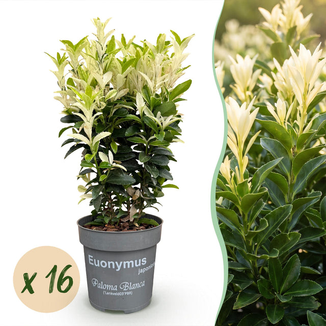 16x Euonymus japonica Paloma Blanca - Spindelstrauch - Heckenpflanzen - Immergrün - Grün - Weiß - Topf 9cm - Höhe 20-30cm – HaGa-Welt