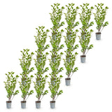 16x Ligustrum ovalifolium - Gewöhnlicher Liguster - Heckenpflanzen - Immergrün - Grün - Topf 9cm - Höhe 35-45cm – HaGa-Welt