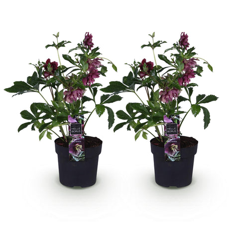 2x Helleborus orientalis 'Double Ellen Red' – Lenten rose – Red – pot Ø 14 cm – height 35 cm including pot
