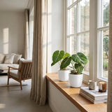 Philodendron Gloriosum - Gloriosum Philodendron - 1 Pflanze - mit Weißem Topf - Topf 12cm - Höhe - 25cm