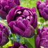 Tulpenzwiebeln – verschiedene Sorten zum Einpflanzen – HaGa-Welt
