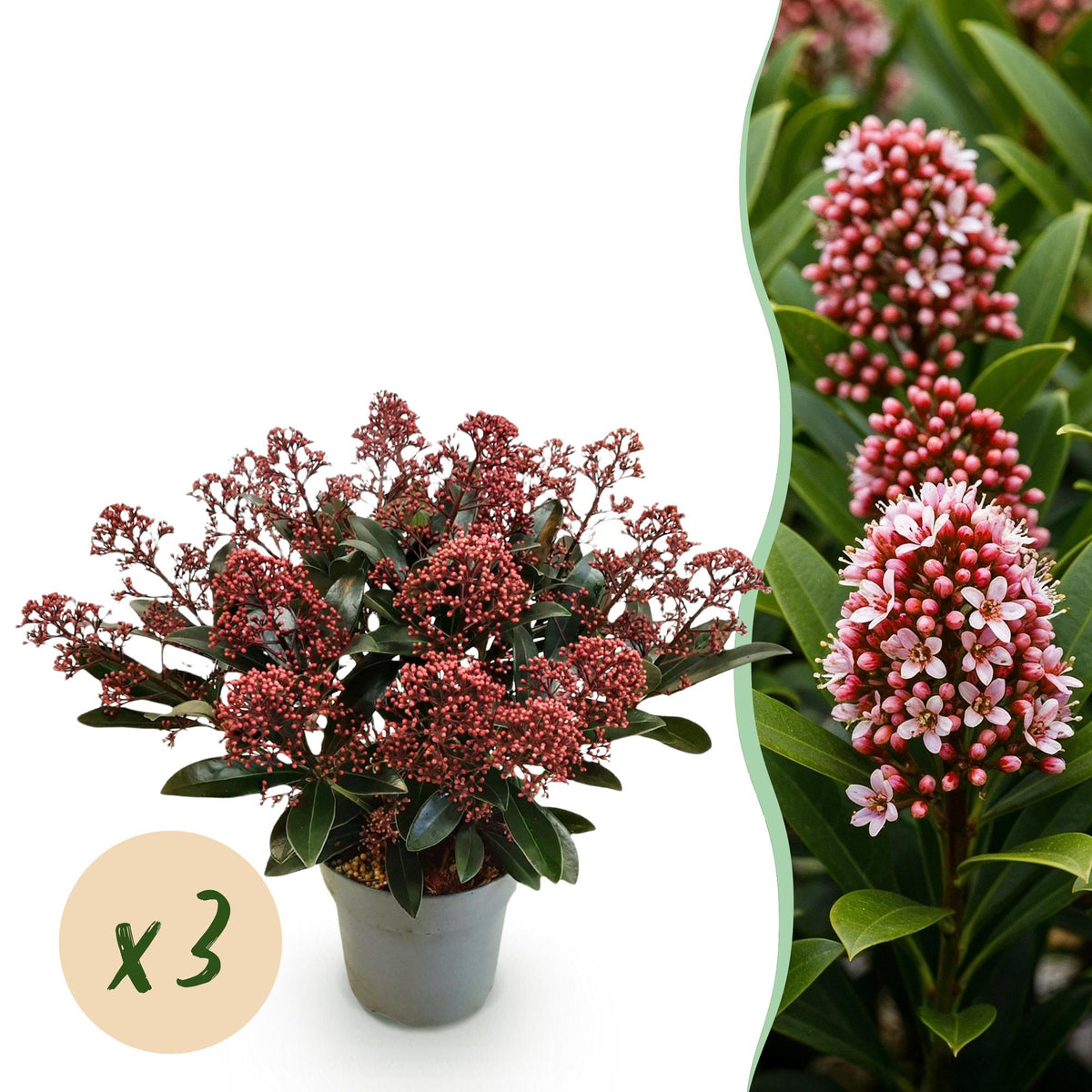 3x Skimmia japonica 'Rubella' – Skimmie – Rote Knospen, später weiße Blüten – Topf Ø 15 cm – Höhe 30 cm inkl. Topf – HaGa-Welt