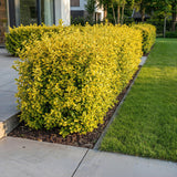 16x Ligustrum ovalifolium Aureum - Buntblättriger Liguster - Heckenpflanzen - Immergrün - Bunt - Topf 9cm - Höhe 35-45cm – HaGa-Welt