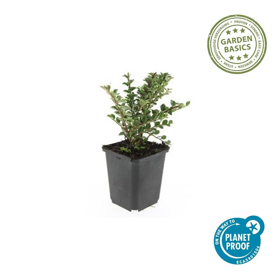 24x Cotoneaster horizontalis - ↕10-25cm - Ø9cm – HaGa-Welt