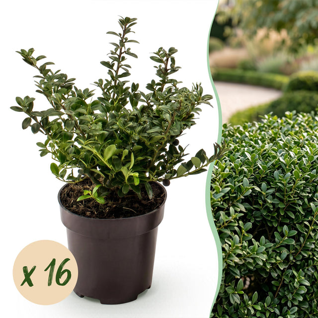 16x Ilex crenata Stokes - Japanische Stechpalme - Heckenpflanzen - Immergrün - Grün - Topf 9cm - Höhe 20-30cm – HaGa-Welt