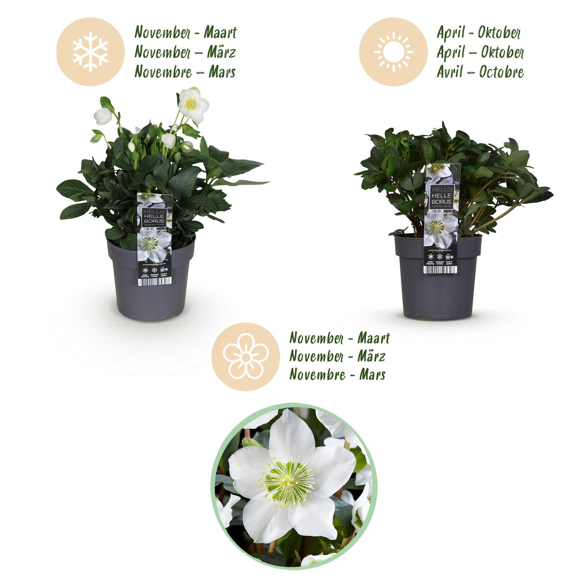 1x Helleborus niger 'Christmas Carol' – Christrose – Weiß – Topf Ø 14 cm – Höhe 30 cm inkl. Topf