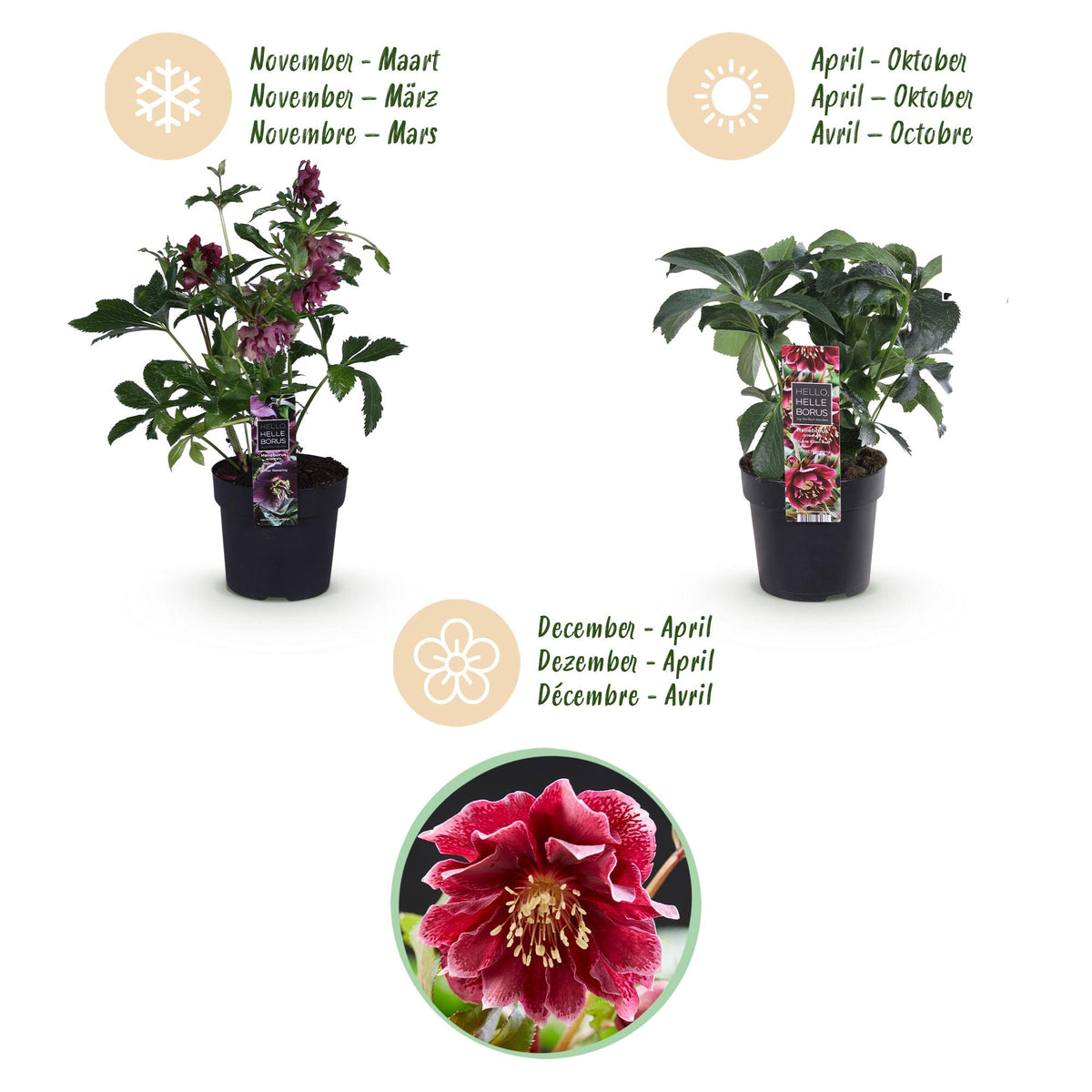 2x Helleborus orientalis 'Double Ellen Red' – Lenzrose – Rot – Topf Ø 14 cm – Höhe 35 cm inkl. Topf – HaGa-Welt