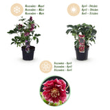 2x Helleborus orientalis 'Double Ellen Red' – Lenzrose – Rot – Topf Ø 14 cm – Höhe 35 cm inkl. Topf – HaGa-Welt