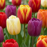 Tulpenzwiebeln – verschiedene Sorten zum Einpflanzen – HaGa-Welt