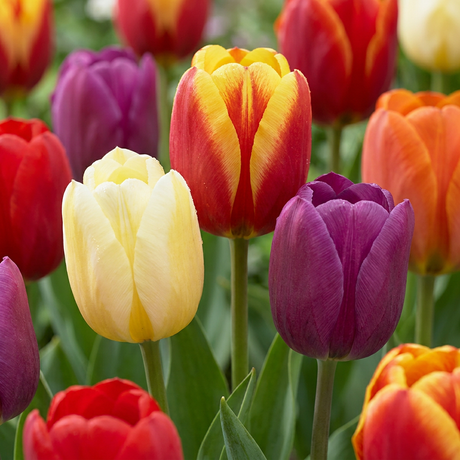 Tulpenzwiebeln – verschiedene Sorten zum Einpflanzen – HaGa-Welt