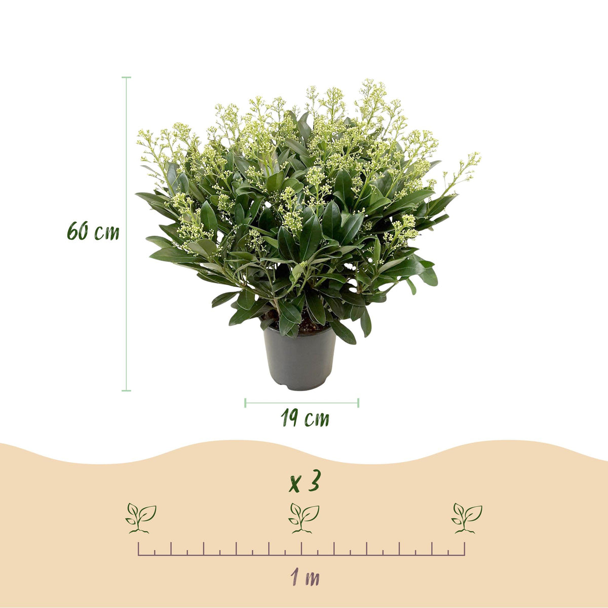 1x Skimmia japonica 'Finchy' – Japanese skimmia – Pale green to cream buds, white flowers – pot Ø 19 cm – height 60 cm including pot