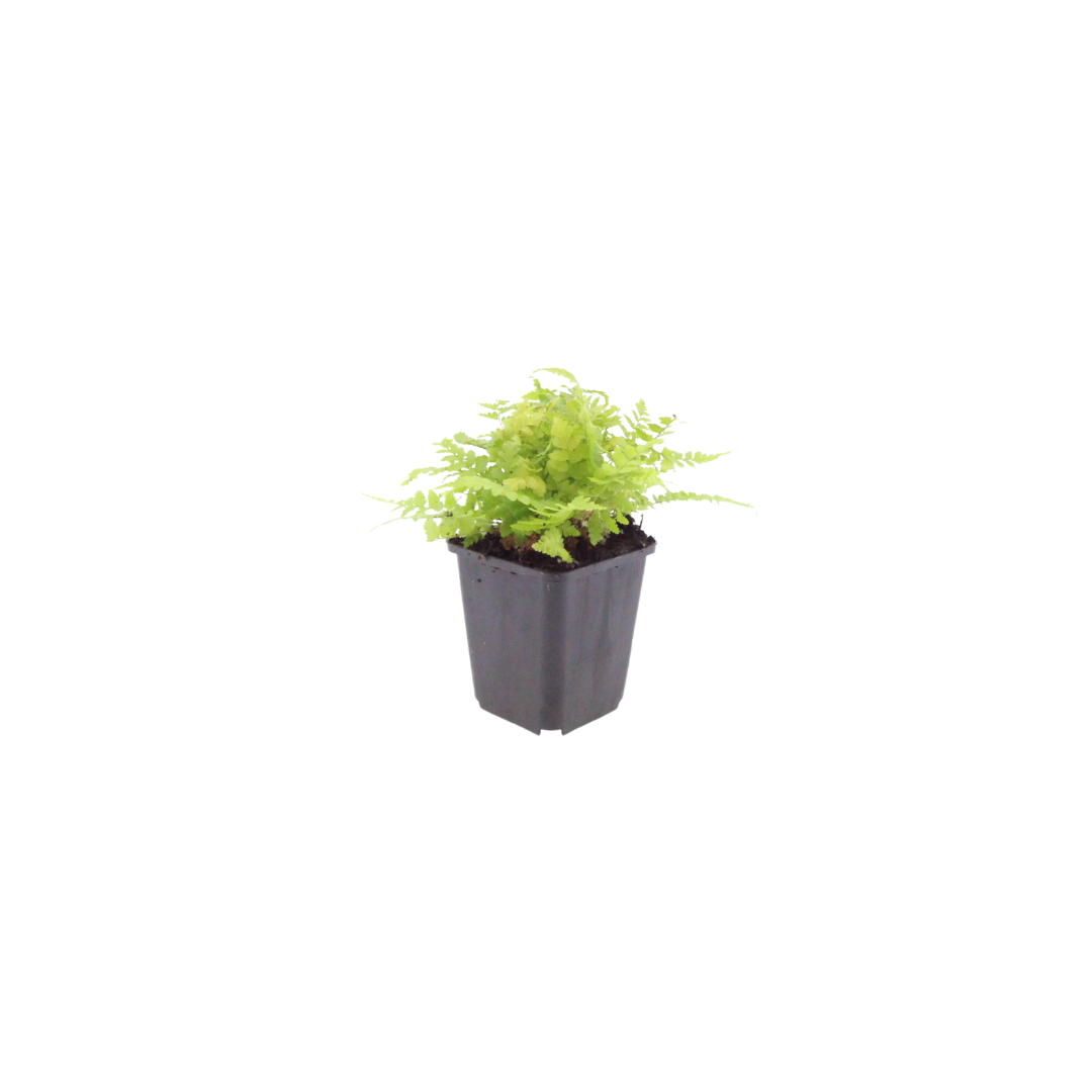 6x Dryopteris filix-mas - ↕10-25cm - Ø9cm – HaGa-Welt