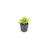 6x Dryopteris filix-mas - ↕10-25cm - Ø9cm – HaGa-Welt