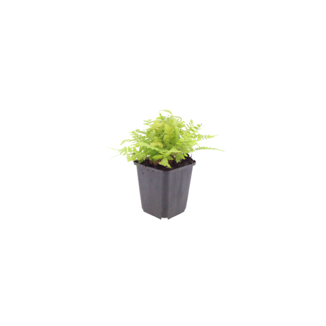 6x Dryopteris filix-mas - ↕10-25cm - Ø9cm – HaGa-Welt