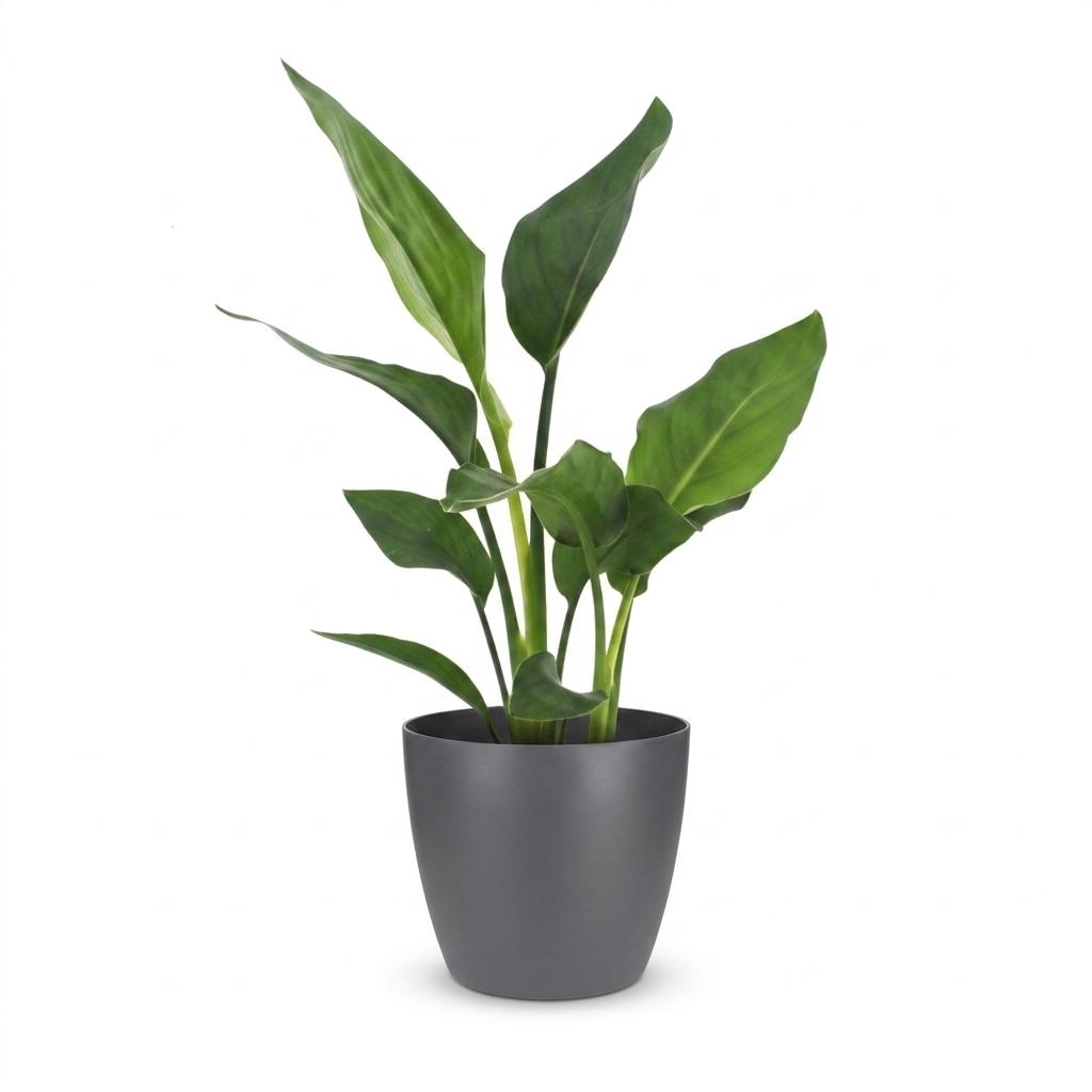 Strelitzia Reginea - Paradiesvogelblume - 1 Plant - met Potter Grijs - Pot 12cm - Hoogte - 35cm