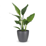 Strelitzia Reginea - Paradiesvogelblume - 1 Plant - met Potter Grijs - Pot 12cm - Hoogte - 35cm