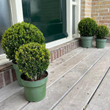 2x Ilex crenata 'Jenny' Kugel XL | Set mit 2 Stück | 19 cm Ø – HaGa-Welt