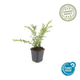 24x Lonicera pileata 'Purple Pearl' - ↕10-25cm - Ø9cm – HaGa-Welt