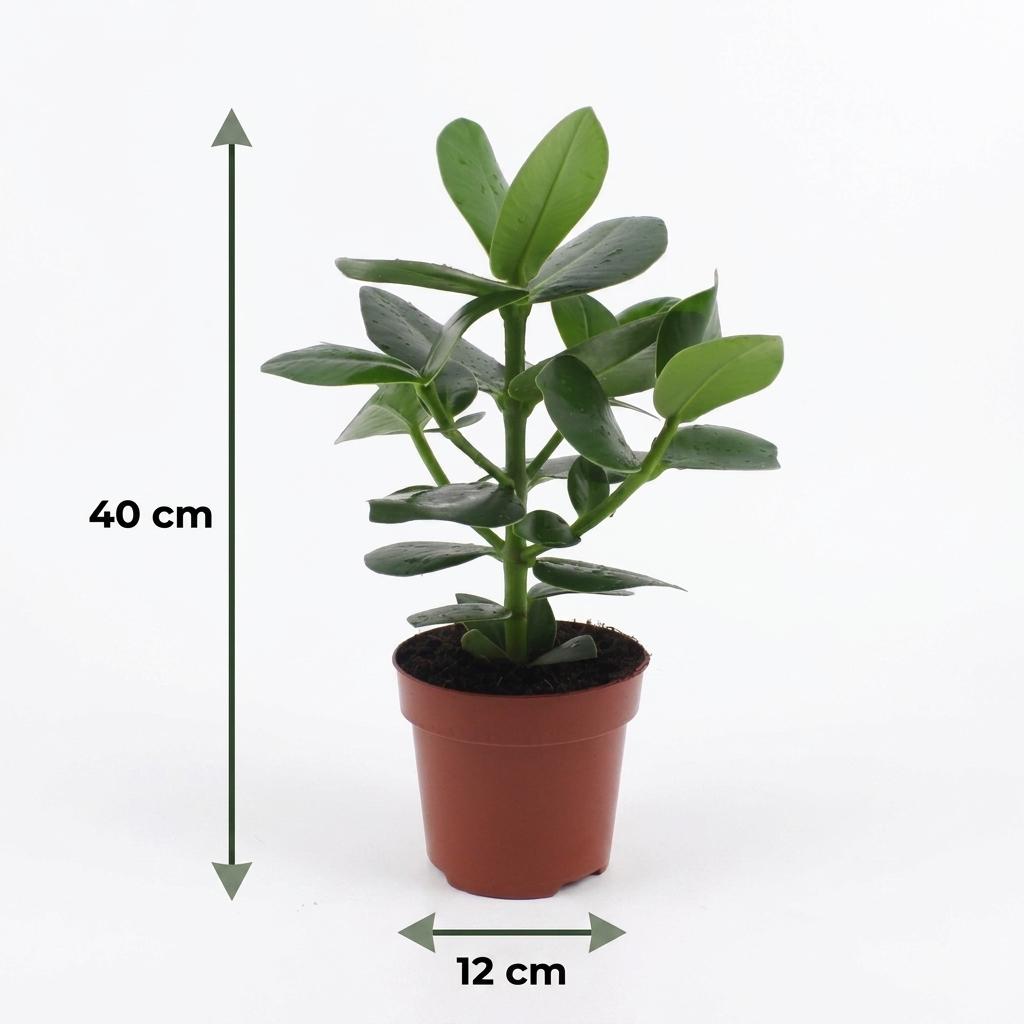 Clusia Princess - Clusia - 1 Pflanze - mit Potter Wit - Topf 12cm - Höhe - 40cm
