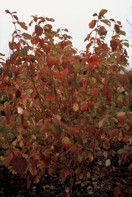 24x Cornus sang. 'Anny's Winter Orange' - ↕10-25cm - Ø9cm – HaGa-Welt