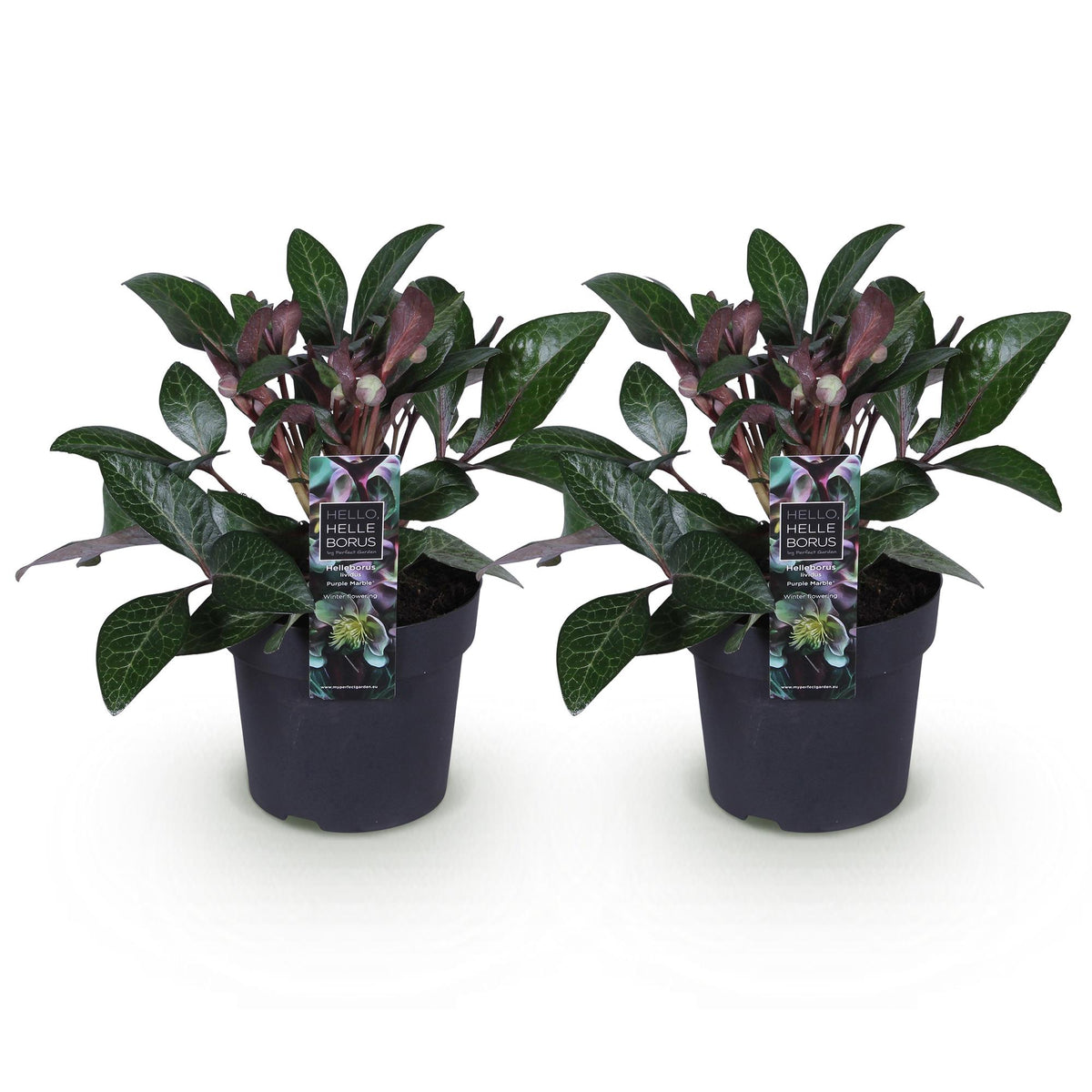 2x Helleborus lividus 'Purple Marble' – Hellébore – Vert crème nuancé de rose pourpré – pot Ø 14 cm – hauteur 35 cm pot inclus