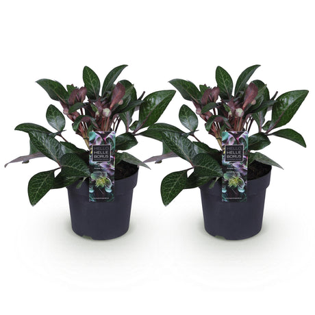 2x Helleborus lividus 'Purple Marble' – Hellébore – Vert crème nuancé de rose pourpré – pot Ø 14 cm – hauteur 35 cm pot inclus