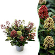 1x Skimmia japonica Festival – Rubella & Finchy – Skimmie – Rote und cremefarbene Knospen, später weiße Blüten – Topf Ø 15 cm – Höhe 30 cm inkl. Topf – HaGa-Welt