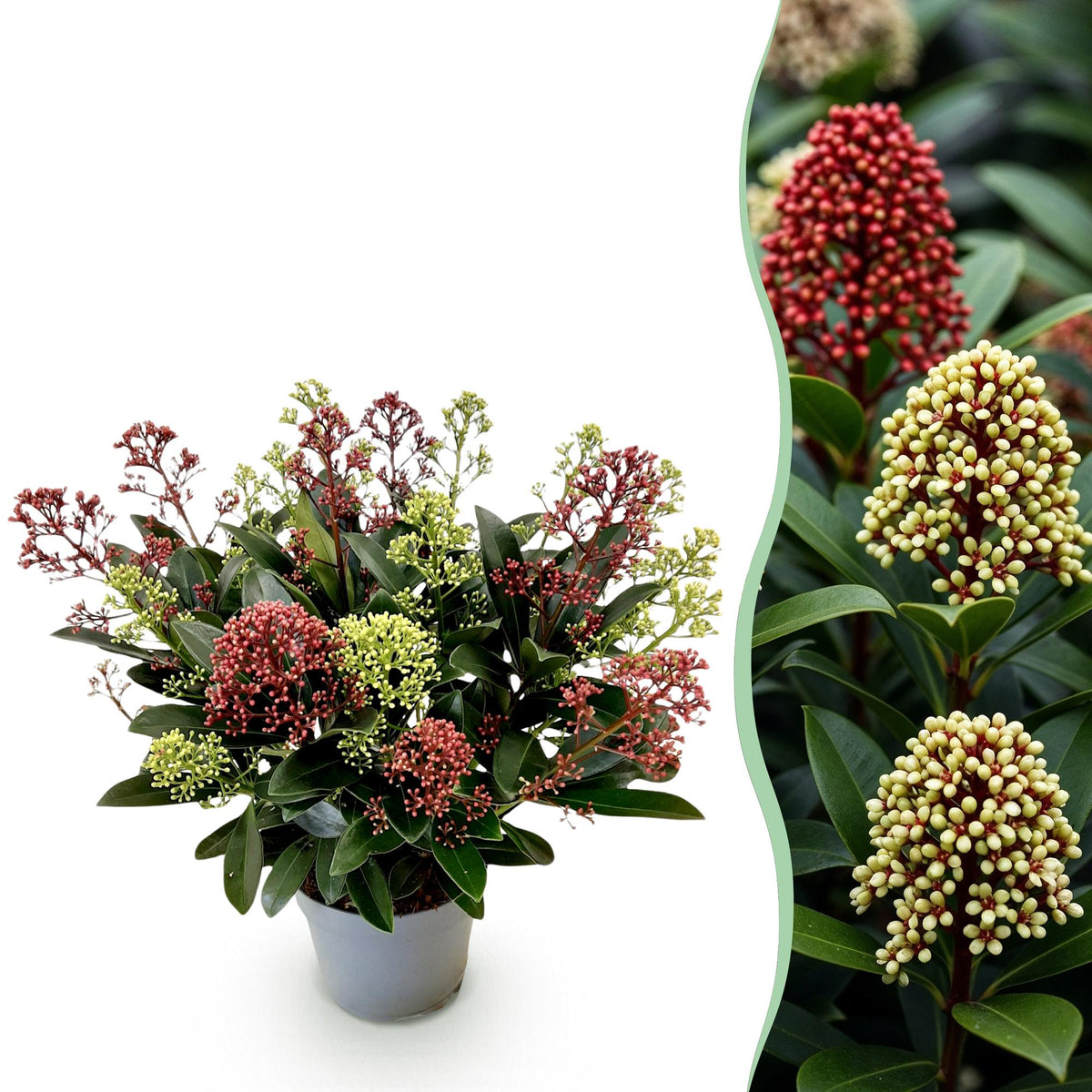 1x Skimmia japonica Festival – Rubella & Finchy – Skimmia du Japon – Boutons rouges et crème, puis fleurs blanches – pot Ø 15 cm – hauteur 30 cm pot inclus
