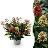 1x Skimmia japonica Festival – Rubella & Finchy – Skimmia du Japon – Boutons rouges et crème, puis fleurs blanches – pot Ø 15 cm – hauteur 30 cm pot inclus