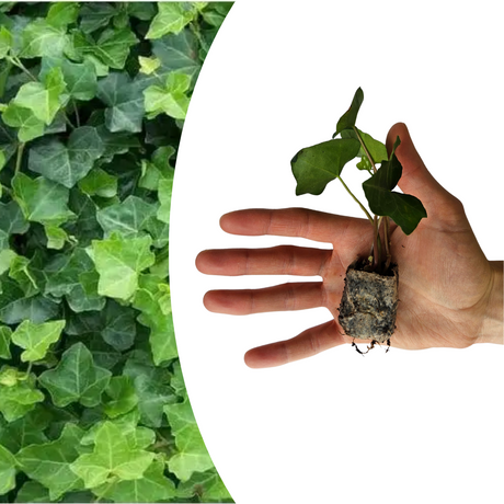 Efeu – 6 Jungpflanzen | Züchten & Genießen Sie Begrünung das Ganze Jahr – HaGa-Welt