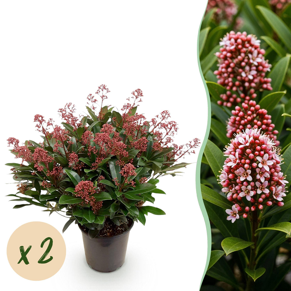 2x Skimmia japonica 'Rubella' – Skimmie – Rote Knospen, später weiße Blüten – Topf Ø 19 cm – Höhe 60 cm inkl. Topf – HaGa-Welt
