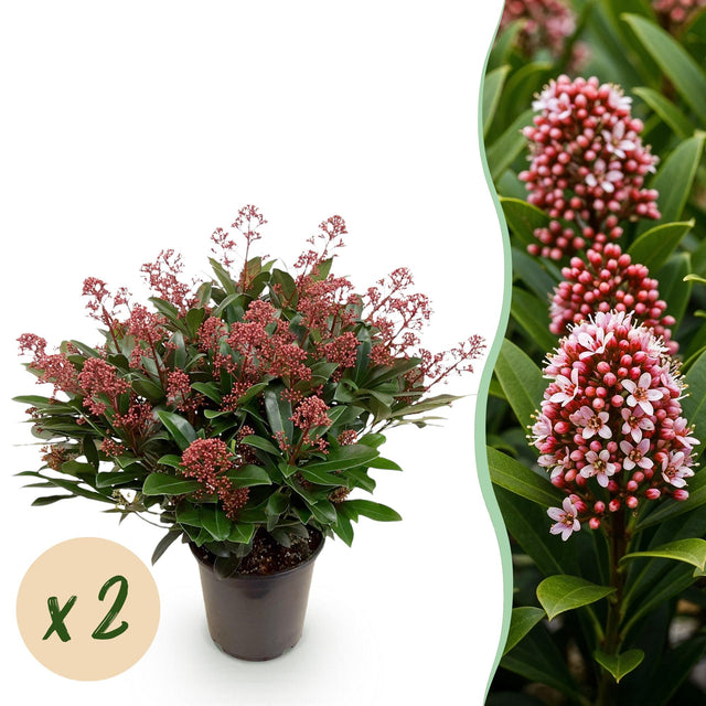 2x Skimmia japonica 'Rubella' – Skimmie – Rote Knospen, später weiße Blüten – Topf Ø 19 cm – Höhe 60 cm inkl. Topf – HaGa-Welt