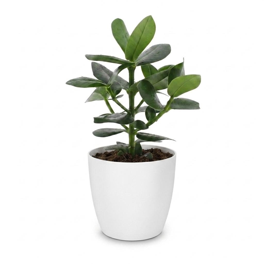 Clusia Princess - Clusia - 1 Pflanze - mit Potter Wit - Topf 12cm - Höhe - 40cm
