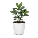 Clusia Princess - Clusia - 1 Pflanze - mit Potter Wit - Topf 12cm - Höhe - 40cm