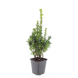 24x Buxus Sempervirens - ↕10-25cm - Ø9cm – HaGa-Welt