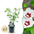 Garden Plant - Hibiscus syriacus Hamabo - Garden Hibiscus - Hardy - White - Pink - 3 Plants - Pot 17cm - Height 45cm – HaGa-Welt
