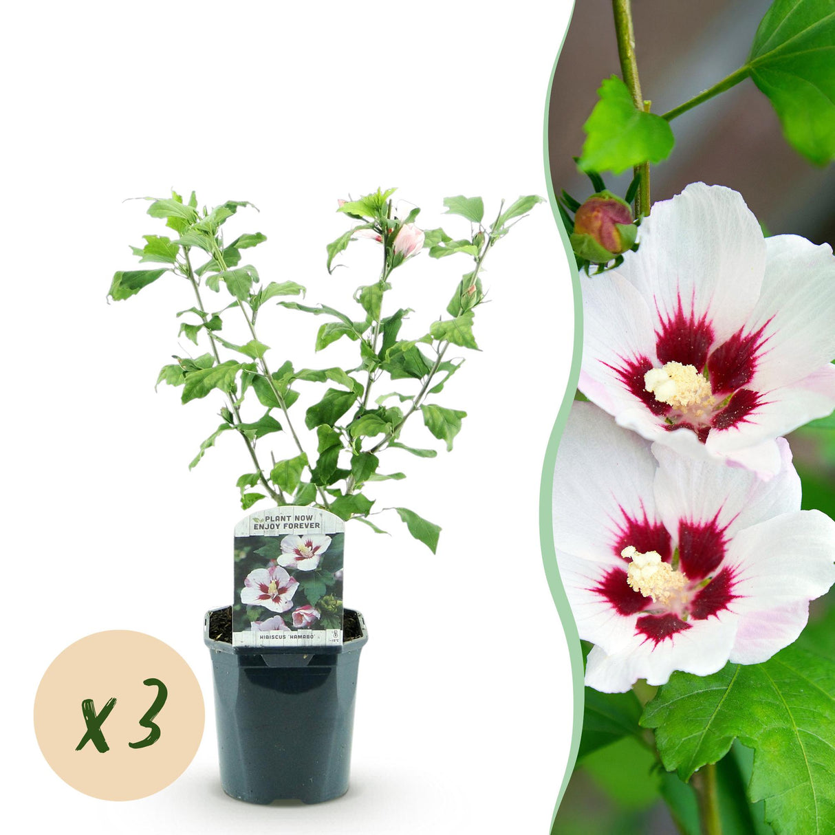Garden Plant - Hibiscus syriacus Hamabo - Garden Hibiscus - Hardy - White - Pink - 3 Plants - Pot 17cm - Height 45cm