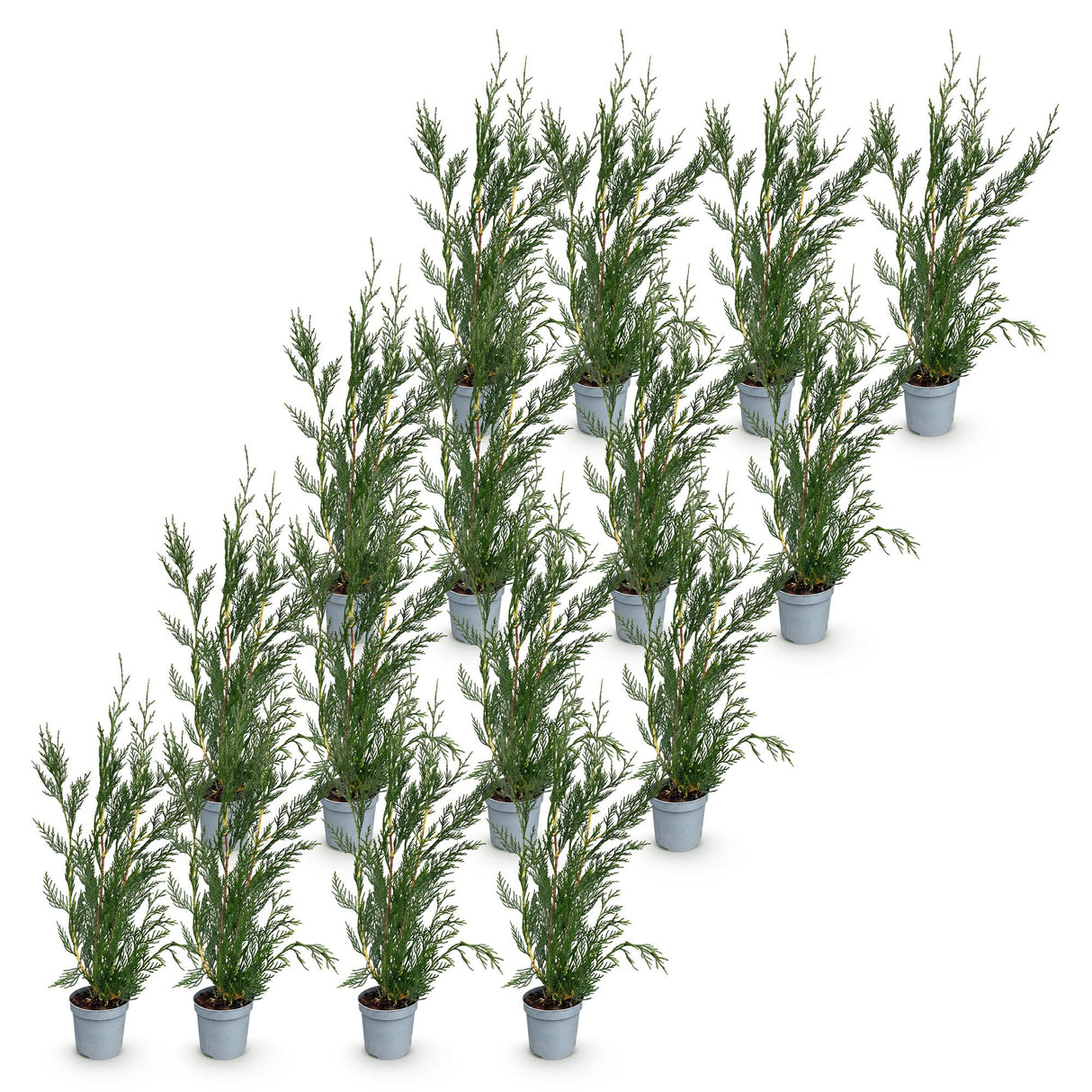 16x Cupressocyparis leylandii 2011 - Leylandii - Heckenpflanzen - Immergrün - Grün - Topf 9cm - Höhe 30-40cm – HaGa-Welt