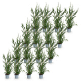 16x Cupressocyparis leylandii 2011 - Leylandii - Heckenpflanzen - Immergrün - Grün - Topf 9cm - Höhe 30-40cm – HaGa-Welt