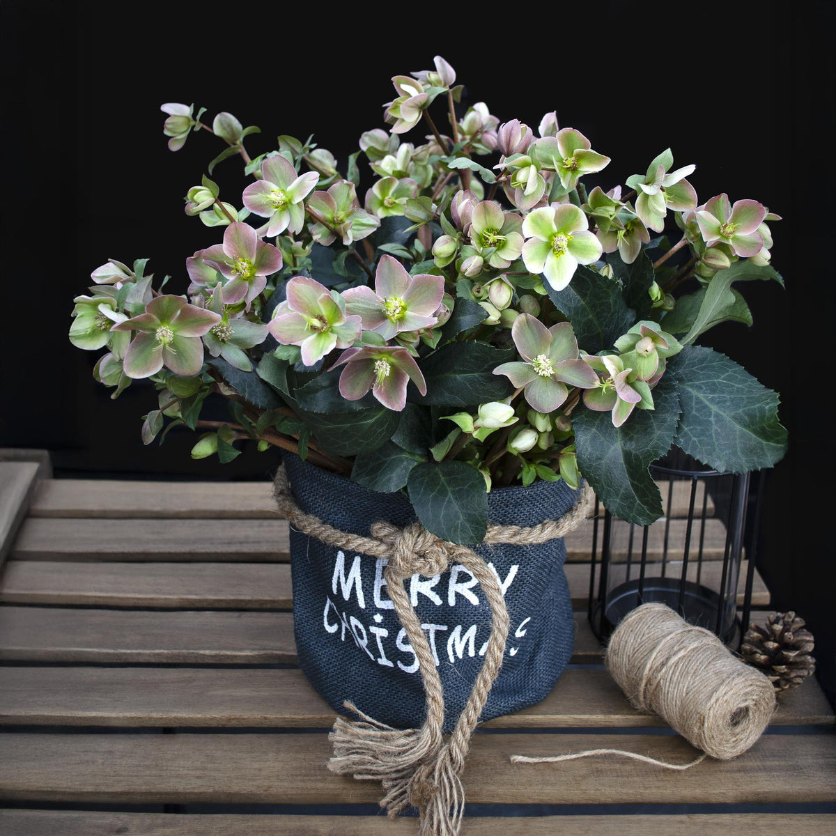 1x Helleborus 'Angels Glow' – Hellébore – Rose tendre à blanc-vert – pot Ø 19 cm – hauteur 50 cm pot inclus