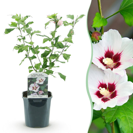 Sträucher - Hibiscus syriacus Hamabo - Blüte Hellrosa - 1 Pflanze - Laubabwerfend - Wenig Pflege - Topf 17cm Höhe 45cm – HaGa-Welt