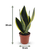 Sansevieria Future Superb - Bogenhanf - 1 Pflanze - mit Weißem Topf - Topf 12cm - Höhe - 35cm
