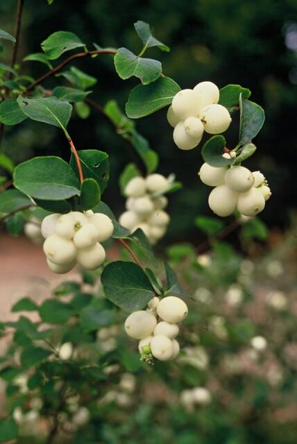 24x Symphoricarpos ch. 'Hancock' - ↕10-25cm - Ø9cm – HaGa-Welt