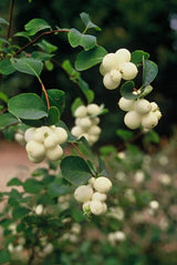24x Symphoricarpos ch. 'Hancock' - ↕10-25cm - Ø9cm – HaGa-Welt