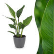 Strelitzia Reginea - Paradiesvogelblume - 1 Plant - met Potter Grijs - Pot 12cm - Hoogte - 35cm – HaGa-Welt