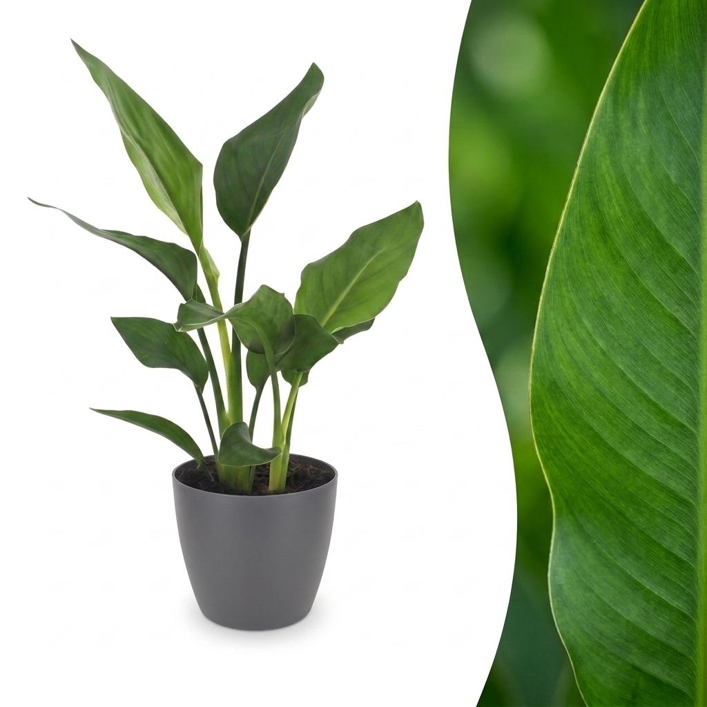 Strelitzia Reginea - Paradiesvogelblume - 1 Plant - met Potter Grijs - Pot 12cm - Hoogte - 35cm