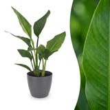 Strelitzia Reginea - Paradiesvogelblume - 1 Plant - met Potter Grijs - Pot 12cm - Hoogte - 35cm