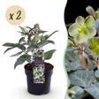 2x Helleborus × sternii 'Silver Dollar' – Lenzrose – Cremegrün – Topf Ø 14 cm – Höhe 35 cm inkl. Topf – HaGa-Welt