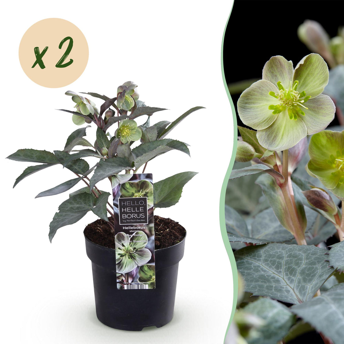 2x Helleborus × sternii 'Silver Dollar' – Lenzrose – Cremegrün – Topf Ø 14 cm – Höhe 35 cm inkl. Topf – HaGa-Welt